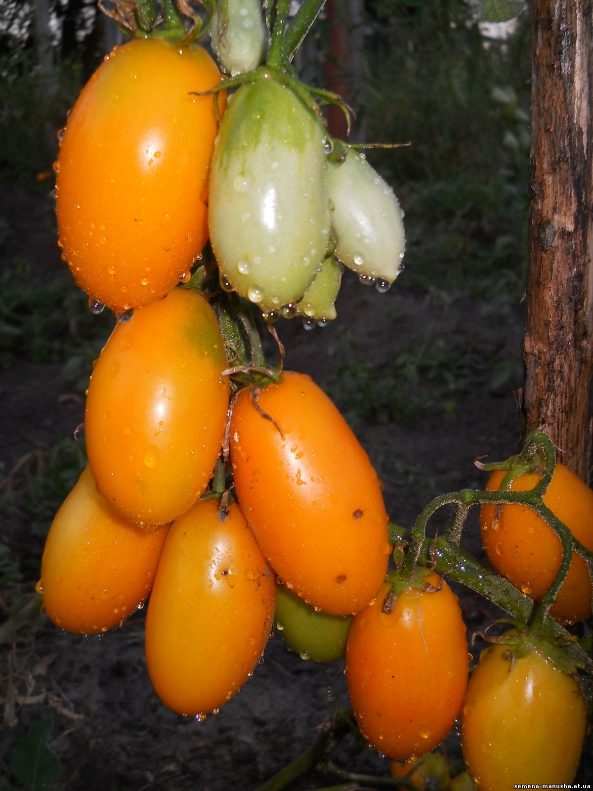 Сосулечка томат желтый