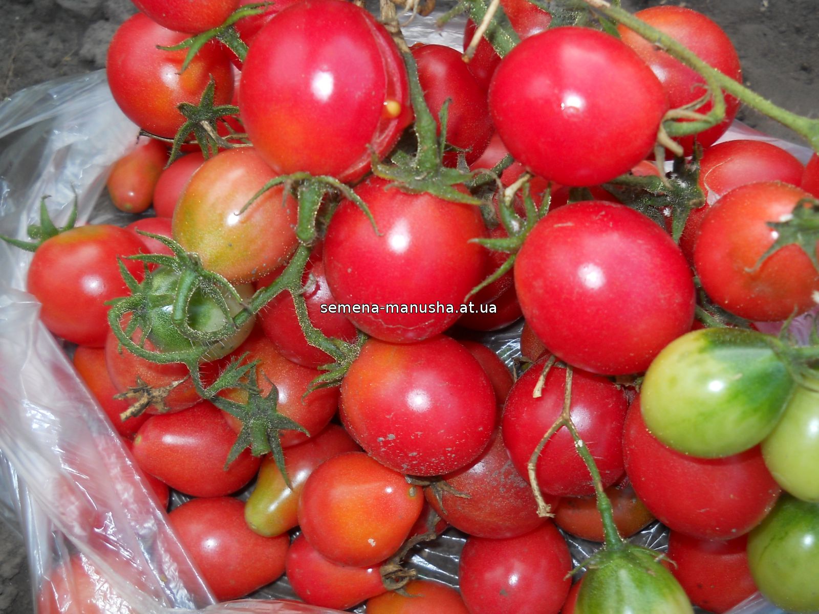 Среднерослые томаты