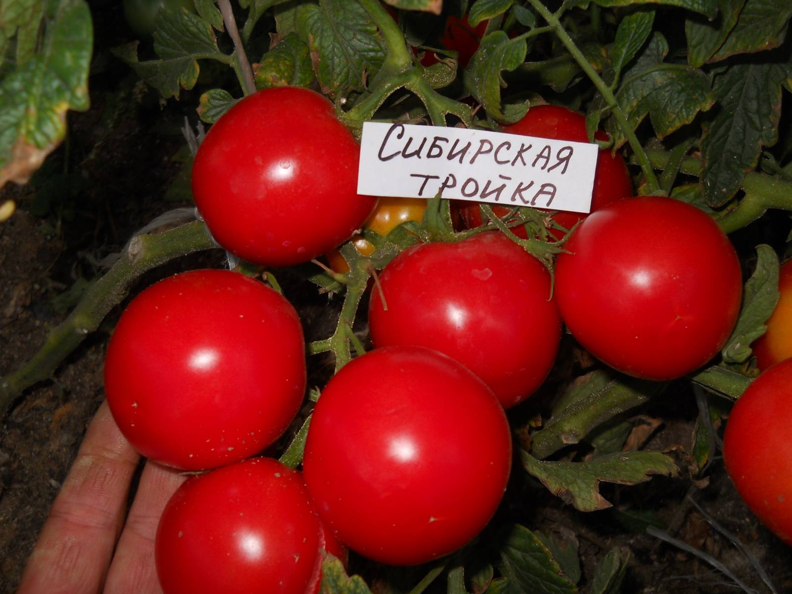 Томат помидор Сибирская тройка