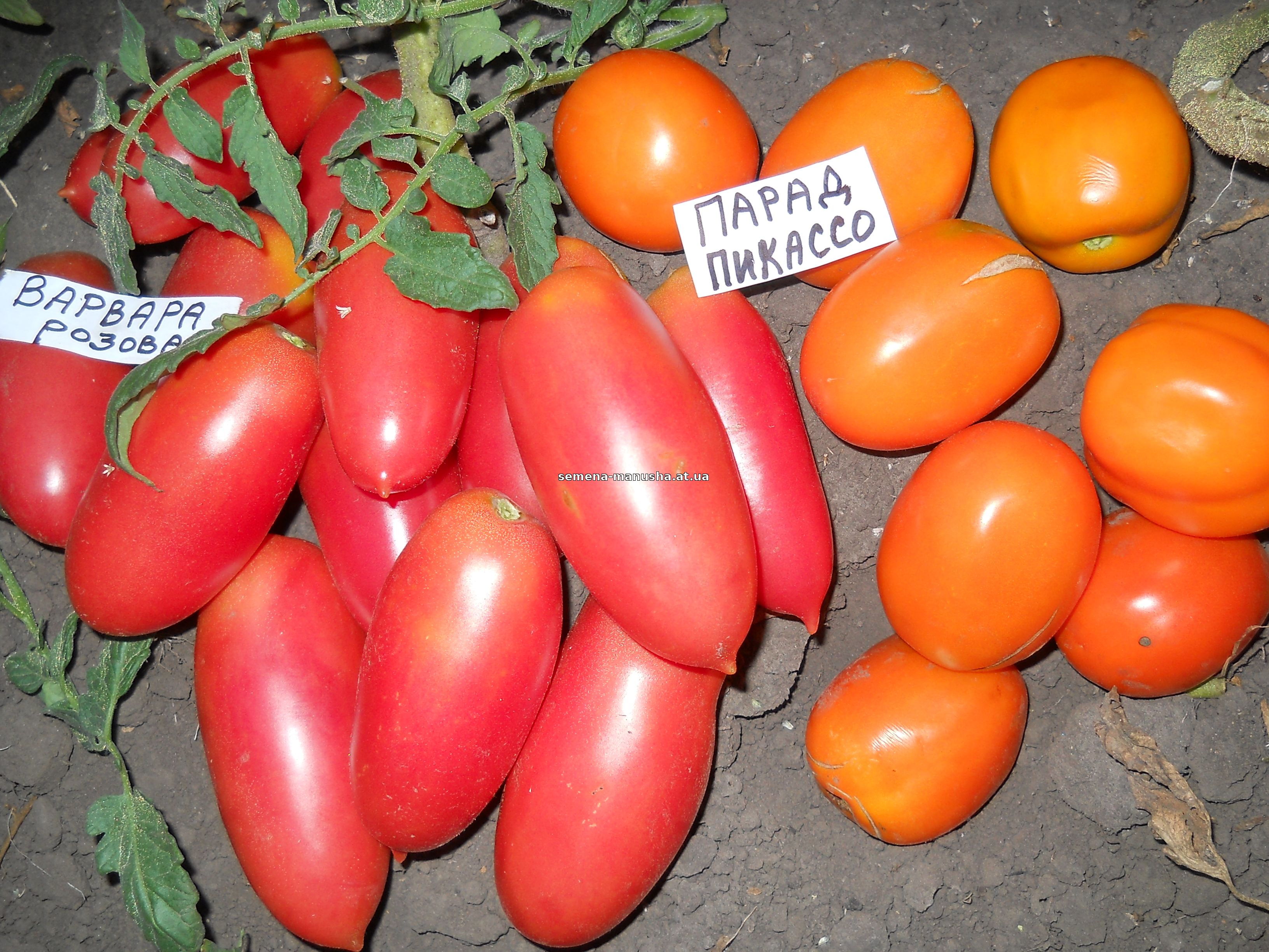 Петруша-огородник томат фото